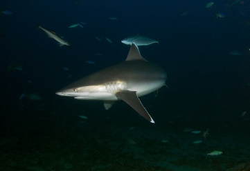 Silver Tip Shark